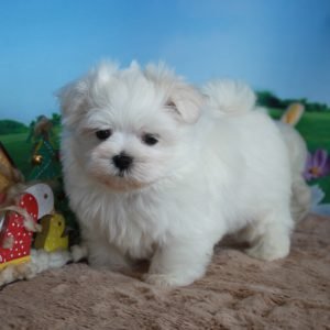 Porche (2)